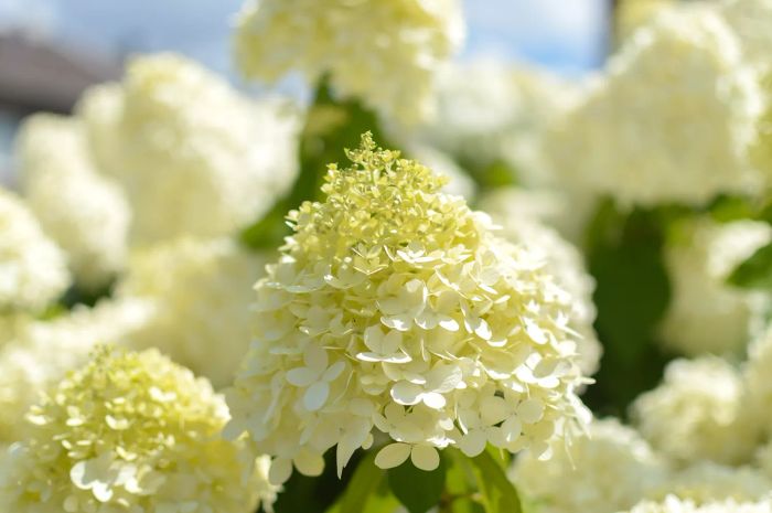 Hydrangea paniculata 'Limelight' bloom.