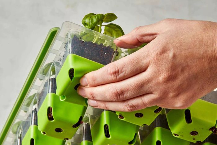 A close-up view of a person holding the Burpee SuperSeed Seed Starting Tray, filled with plants.