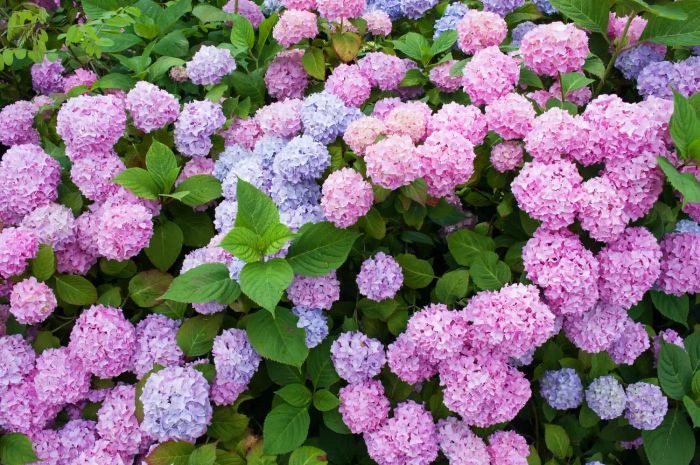 Hydrangeas that bloom in shades of pink and blue