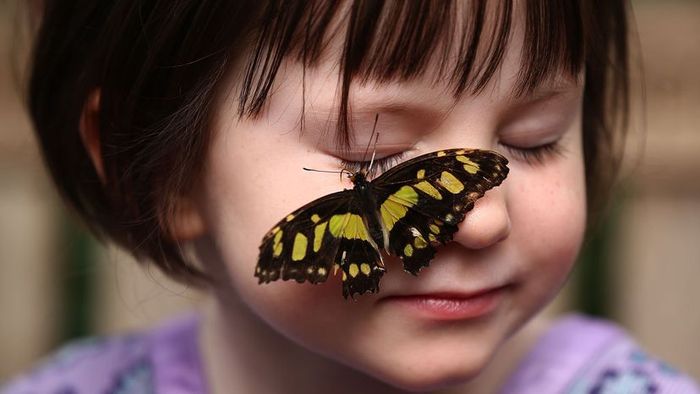 A vibrant malachite butterfly perches on the face of a girl, captured during a photo shoot at the 'Sensational Butterflies' exhibit at the Natural History Museum, London, 2015.