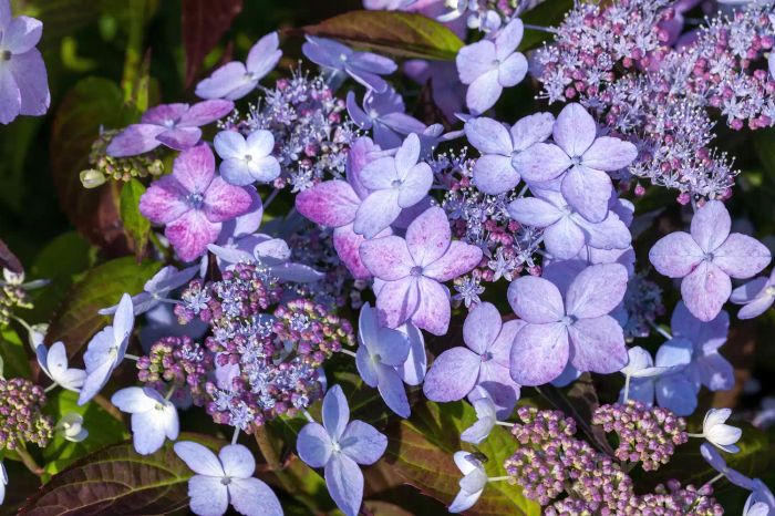 Hydrangea serrata lacecap