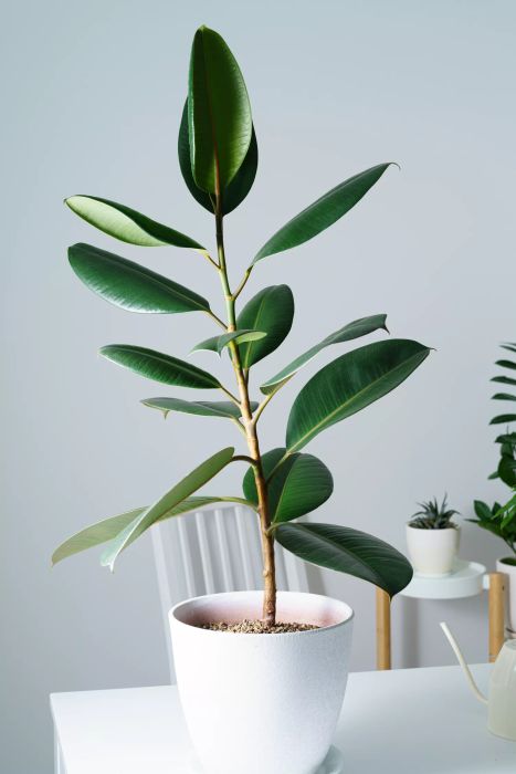 Rubber Tree, another common household plant, may also pose a risk for allergic reactions.