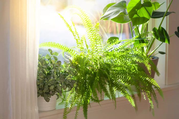 houseplants that trigger allergies