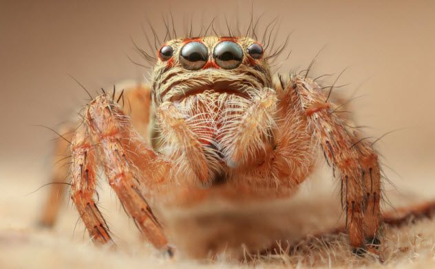 5-eye-spider_000044860356_Small