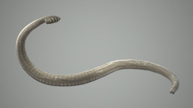 9-intestinal-worm_000029360486_Small