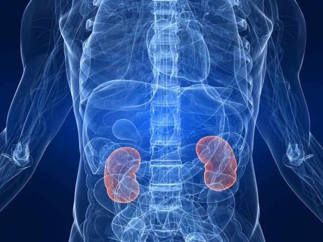 Kidney