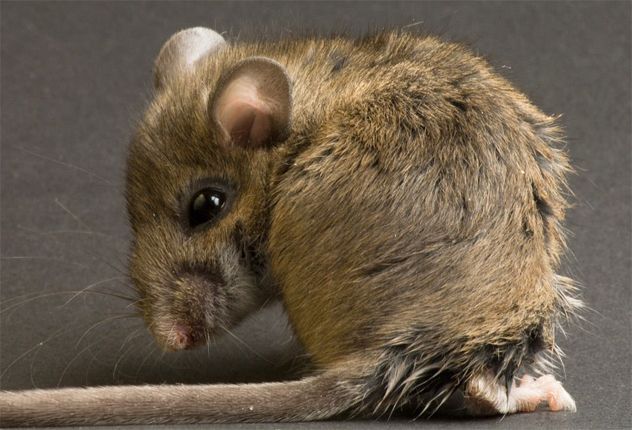 8- Field Mouse