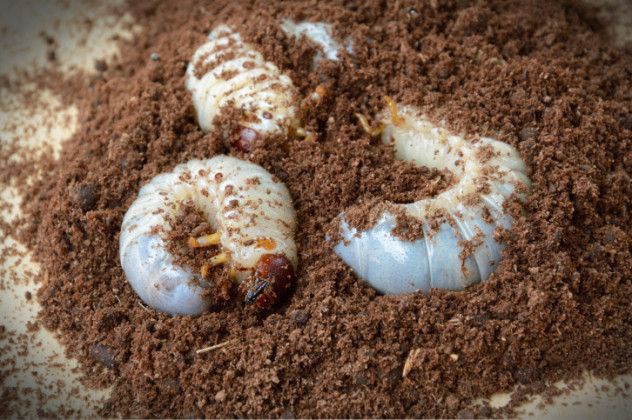 grubs