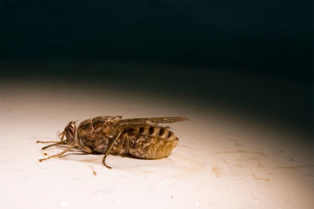 6- Tsetse Fly
