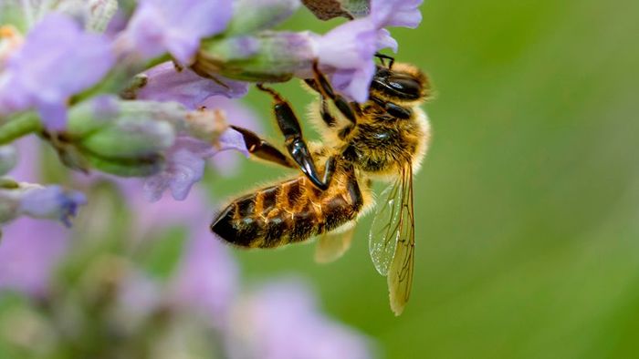 A honey bee flying gracefully over a blooming flower.