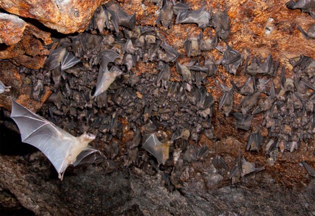 4- Fruit Bat 2