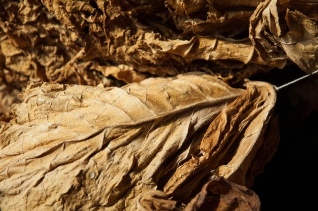 tobacco