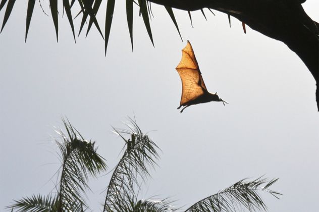 5- Flying Fox