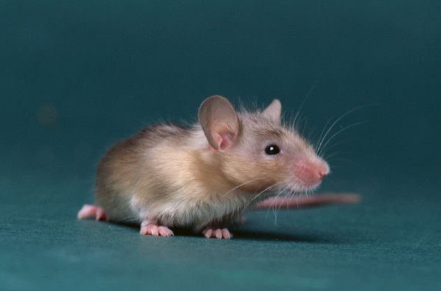 mouse paste