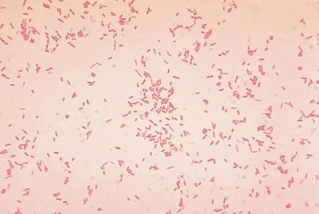 7-Aeromonas_hydrophila