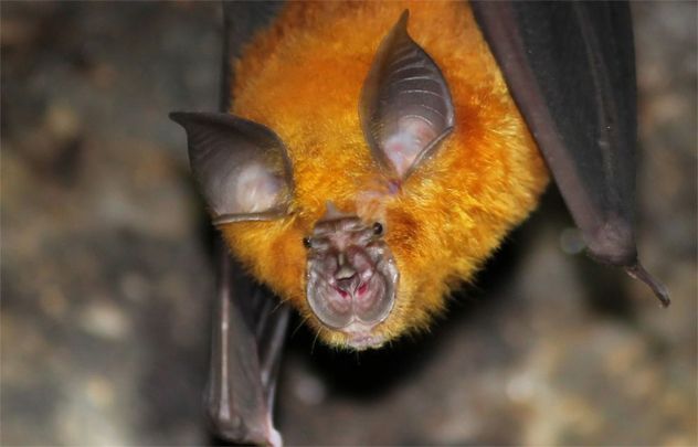 3- Horseshoe Bat