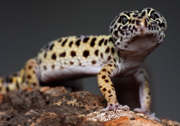4a-spotted-lizard_000022959644_Small