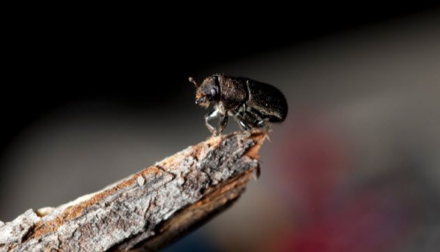 7-beetle_000015449698_Small