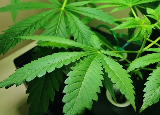 Marijuana Plants