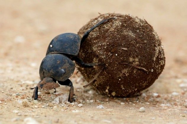 dung beetle