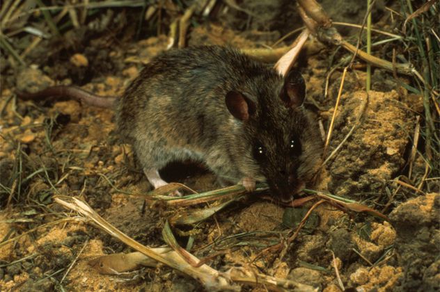 9- Rat