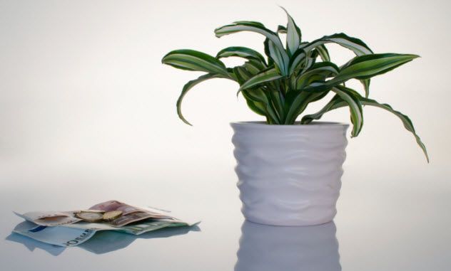 4-money-plant-pot-522512131