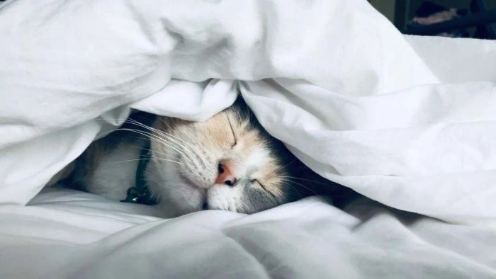 How to Ensure a Restorative Sleep After a Night of Drinking
