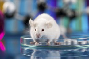 mouse and laboratory dish