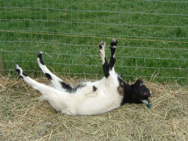 Fainting_001