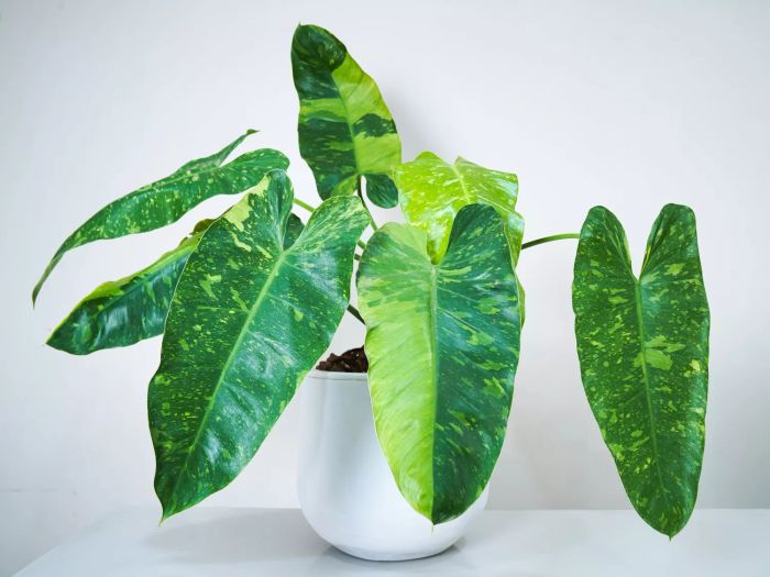 Philodendron