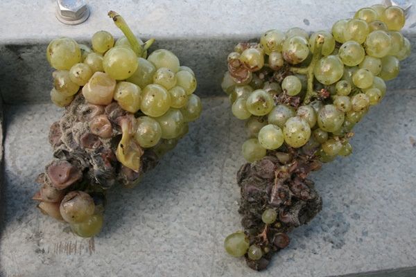 Bad Grapes