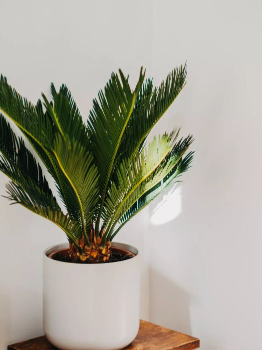 Sago Palm