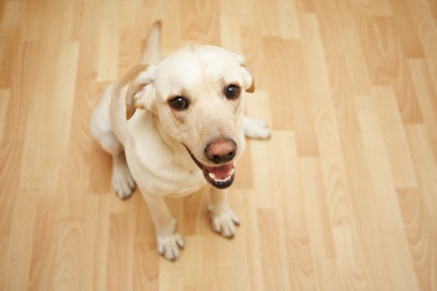 yellow lab