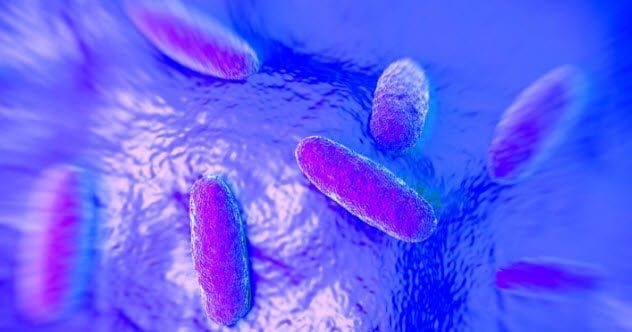 8a-salmonella-typhimurium-486636522