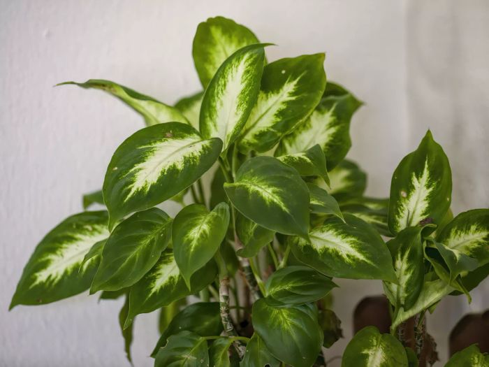 Dieffenbachia