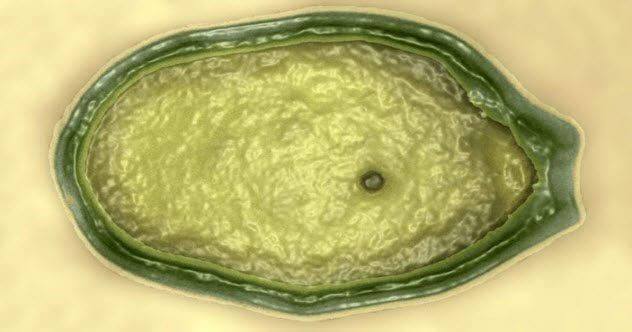 10-pandoravirus