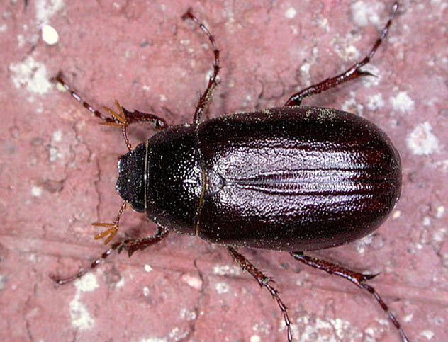 9-june-bug