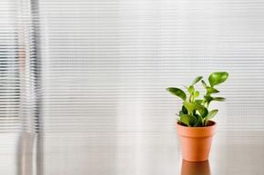 A plant on an office desk