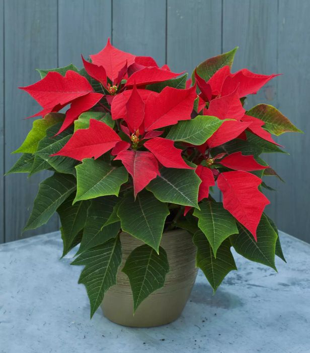 Poinsettia