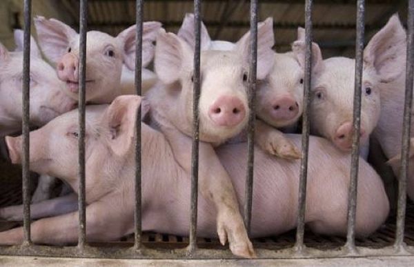 Pig-Farm