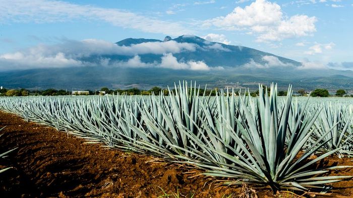 A vast agave field with a volcano and overcast sky in the distance