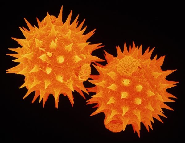 Daisy-Pollen Tangledwing