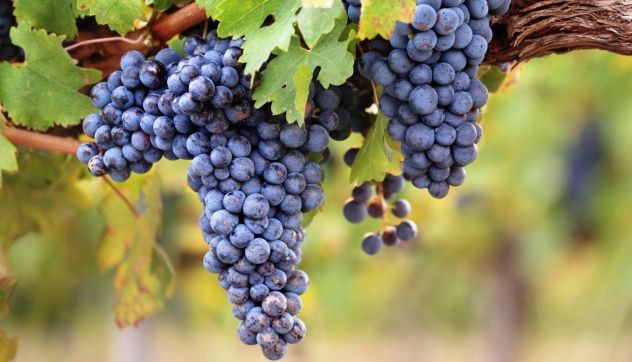 Grapes