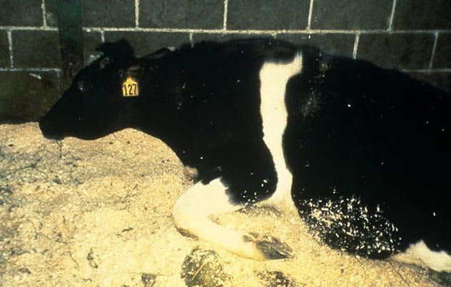 9-mad-cow-disease