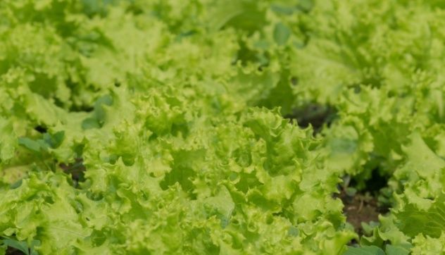 Vegetables