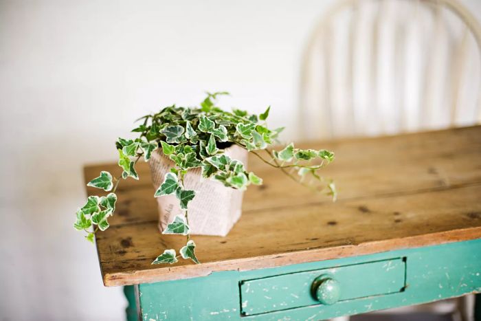 Ivy Plant