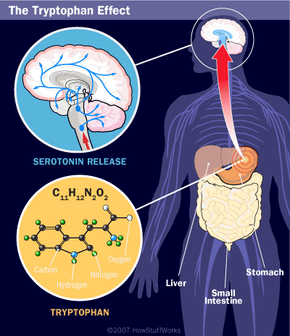 The tryptophan effect