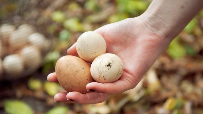 A hand grasping three chicken eggs.
