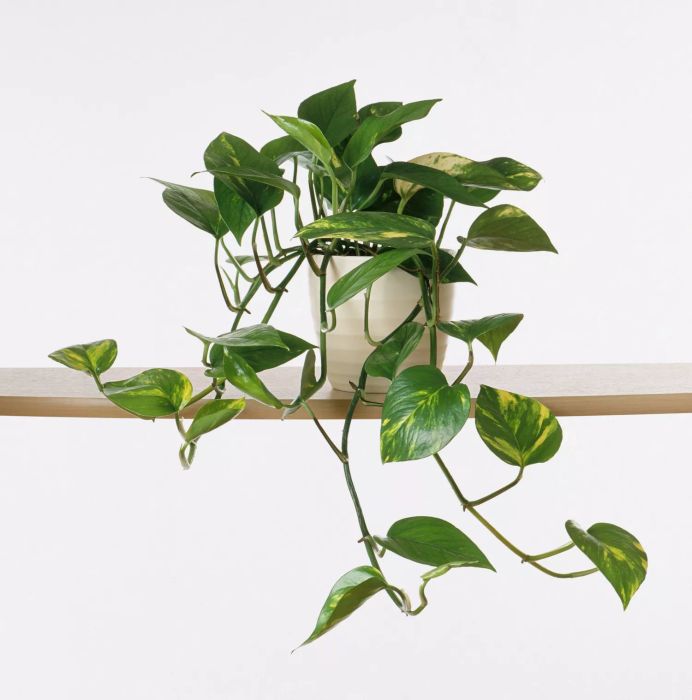 Low-Light Plants: Pothos