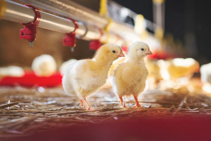 Newborn chicks.